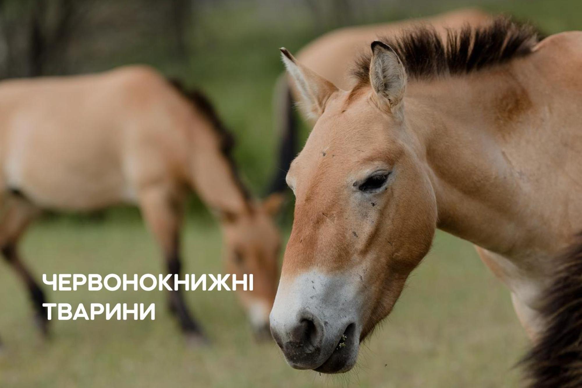Dereville Sokolovka Exterior foto